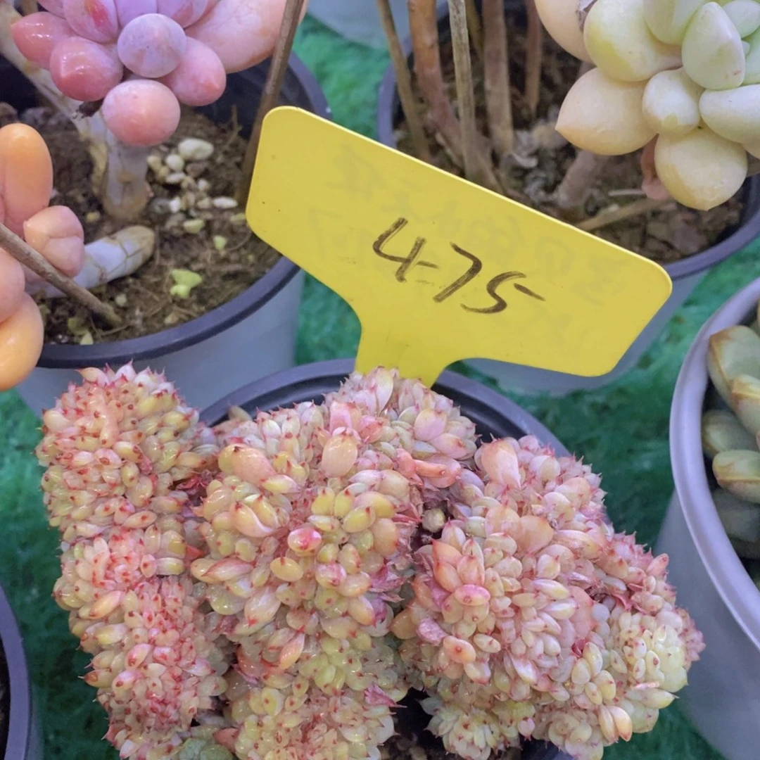 开心多肉，首播福利3