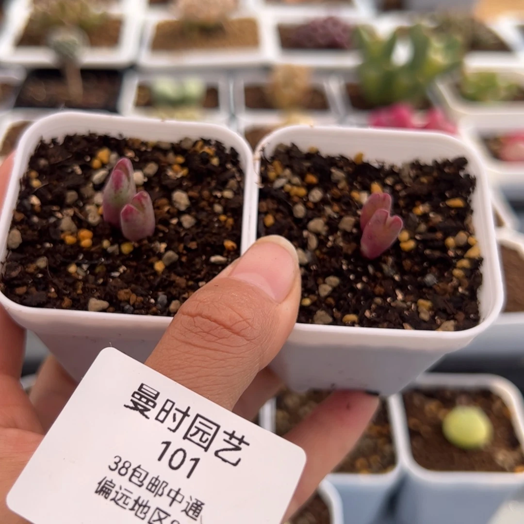 完***美101号斑马杂猪蹄2.6多肉