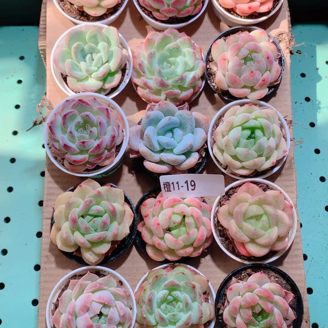 11-19一物一拍带盆18颗