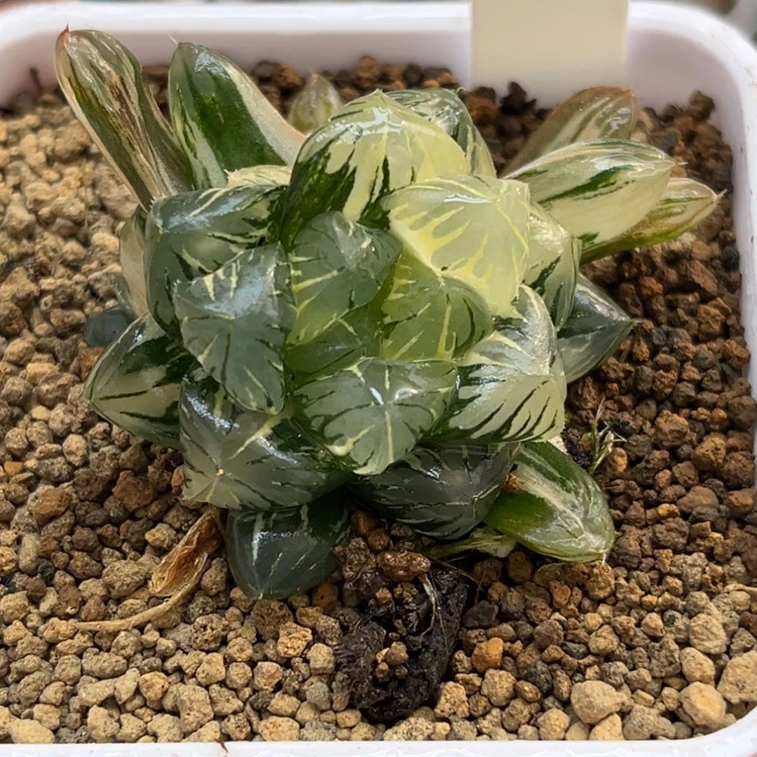 17残雪玉露锦带仔福利专场