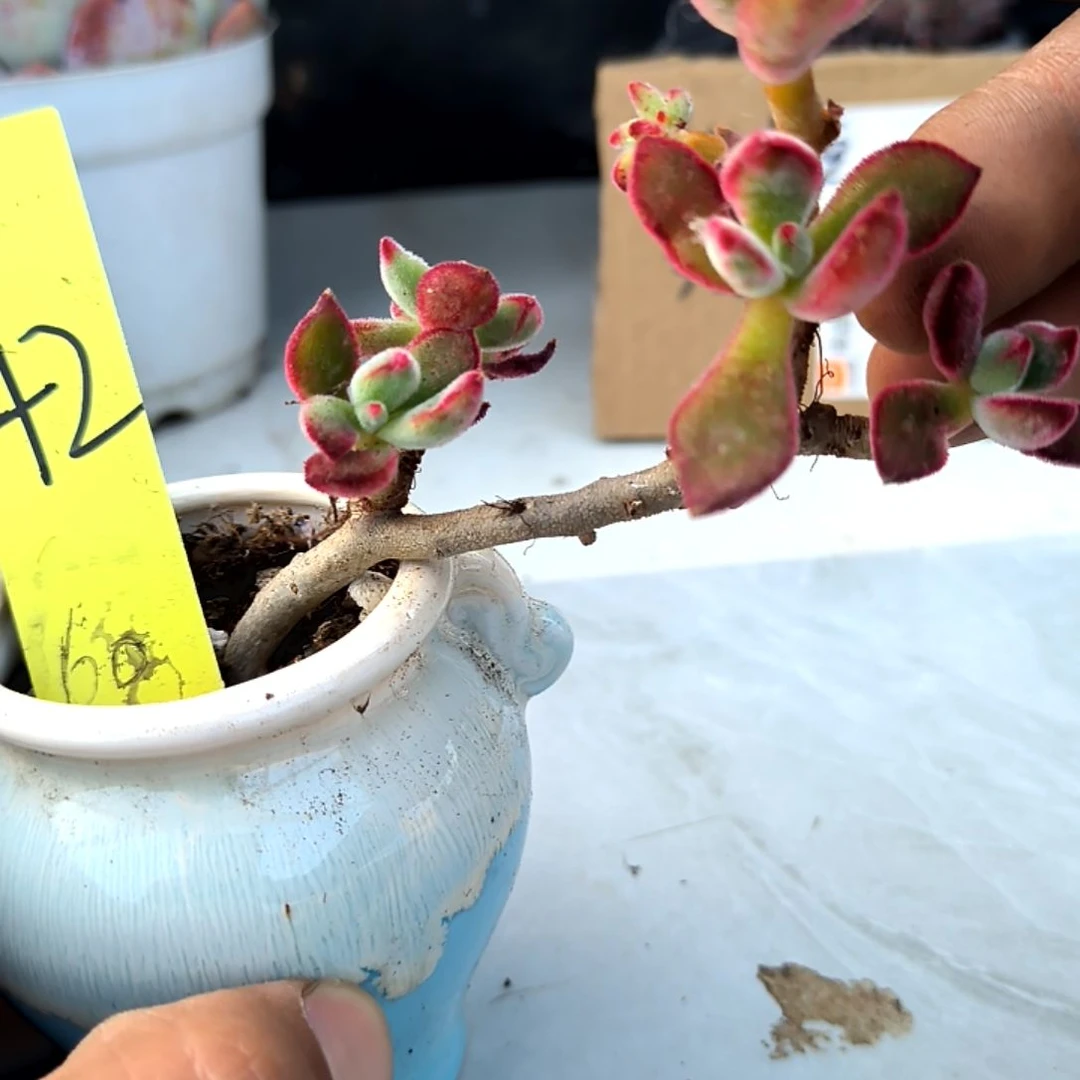 满6元包邮，42号红兔儿老庄