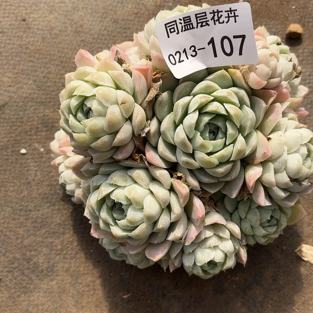 同温层多肉107白月影