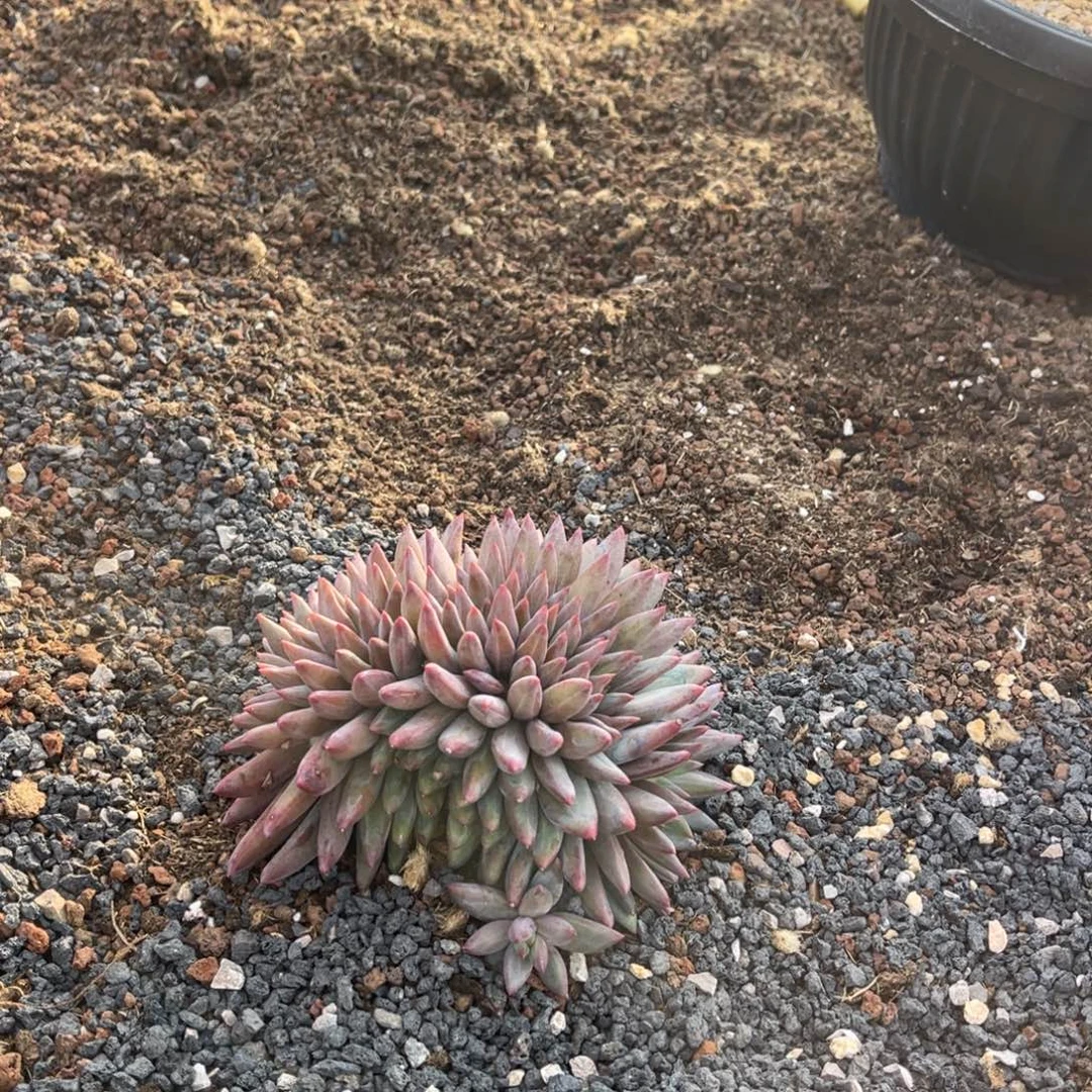 手***前多肉虞美人缀两颗111