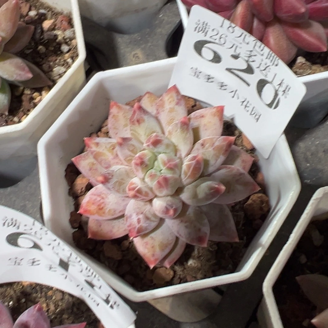 620号幻影美人一物一拍满18包邮