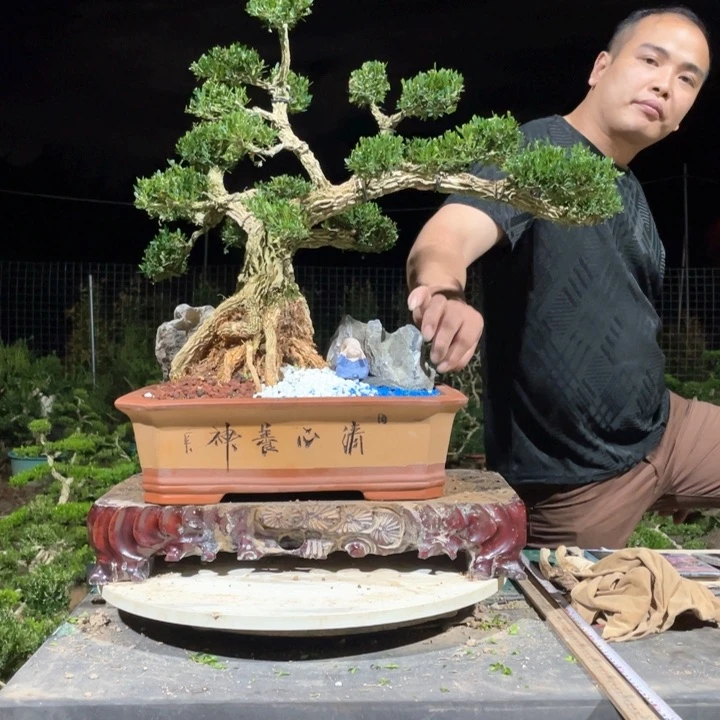 完全开放牛****用黄杨盆景