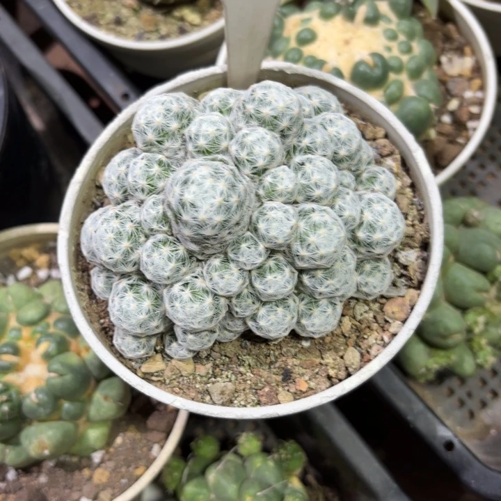 花***88068群生春星好养