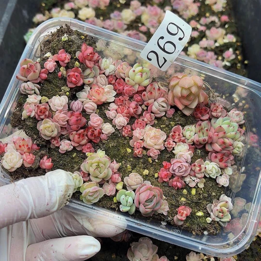 多肉植物多肉植物269