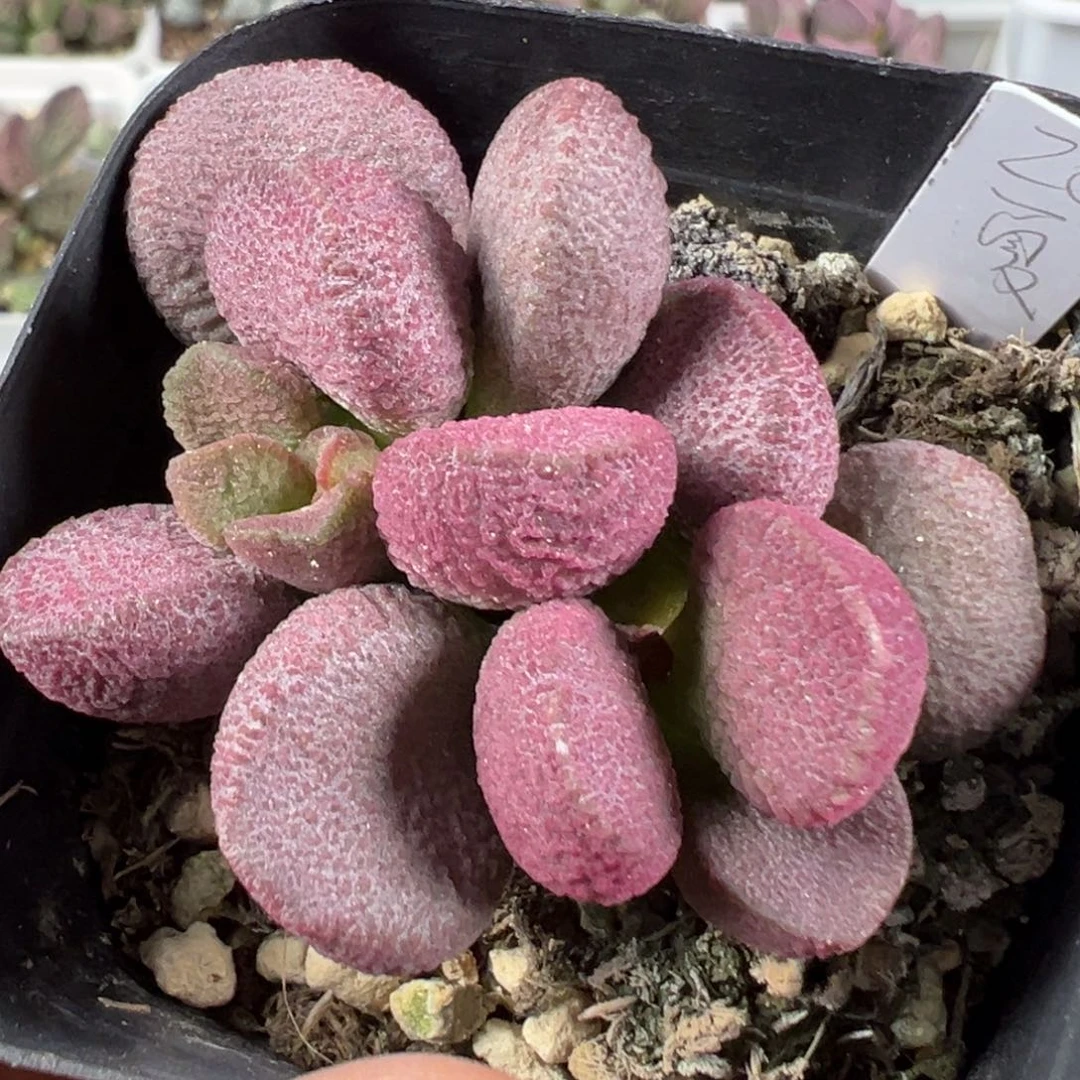 w夏娃多肉植物水泡