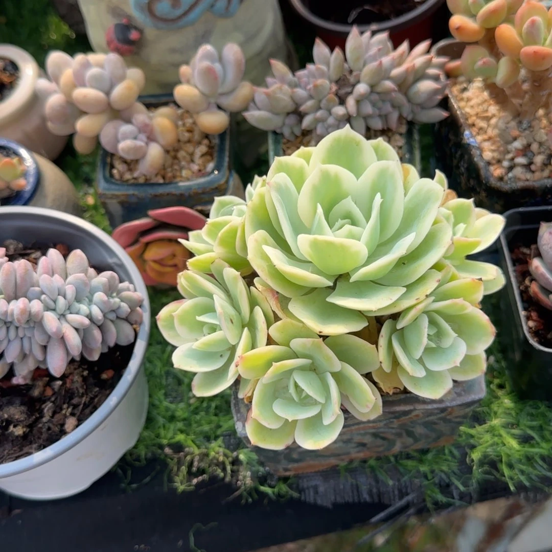 多肉植物植物88888888