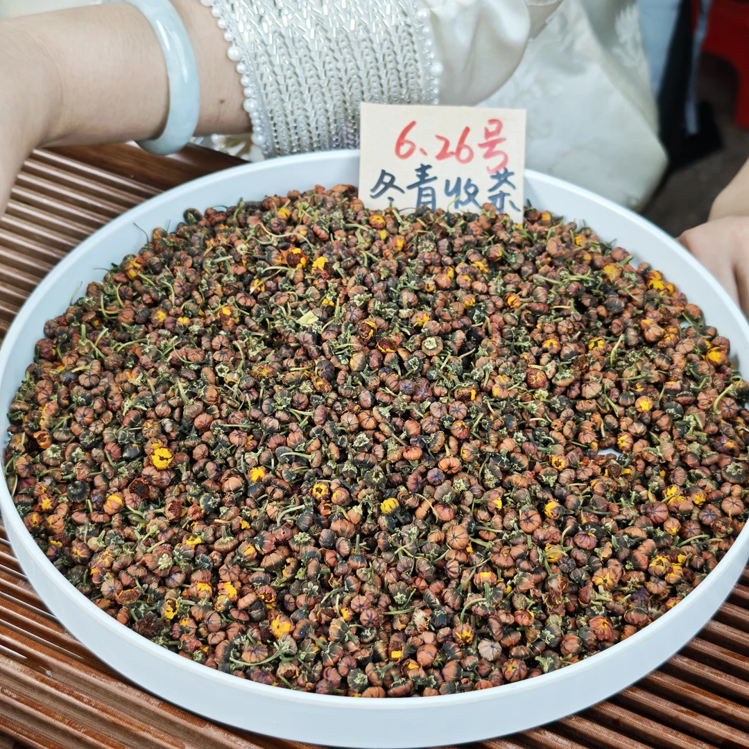 克里阳头茬昆仑雪胎菊 高海拔 冬青收茶