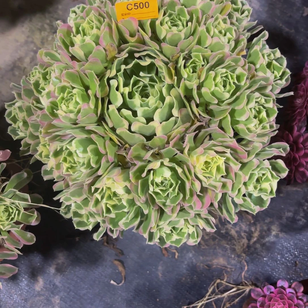 无花朵500白风法师多肉植物
