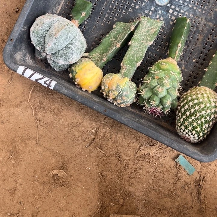 兜锦恩冢绯冠龙太刀仙人球1724号