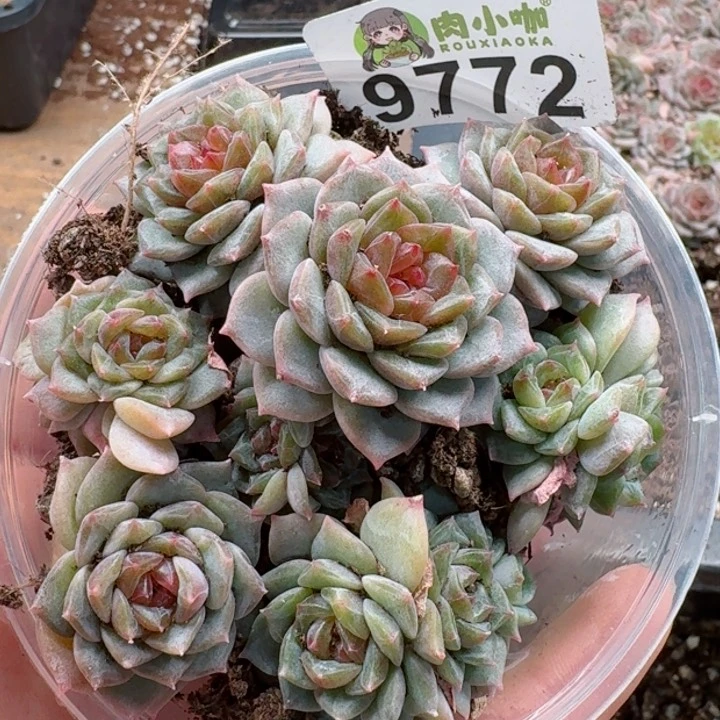 多肉植物多肉植物