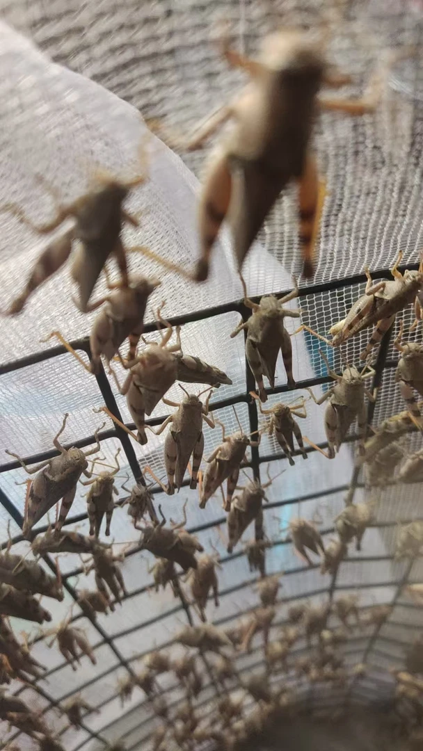 公花腿活体鸟食，150克，一袋包8成