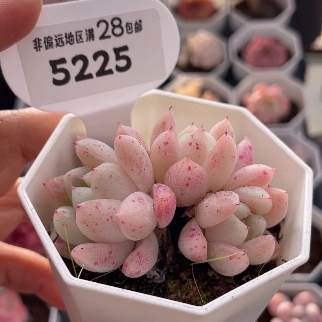 西施5225-6.0厘米