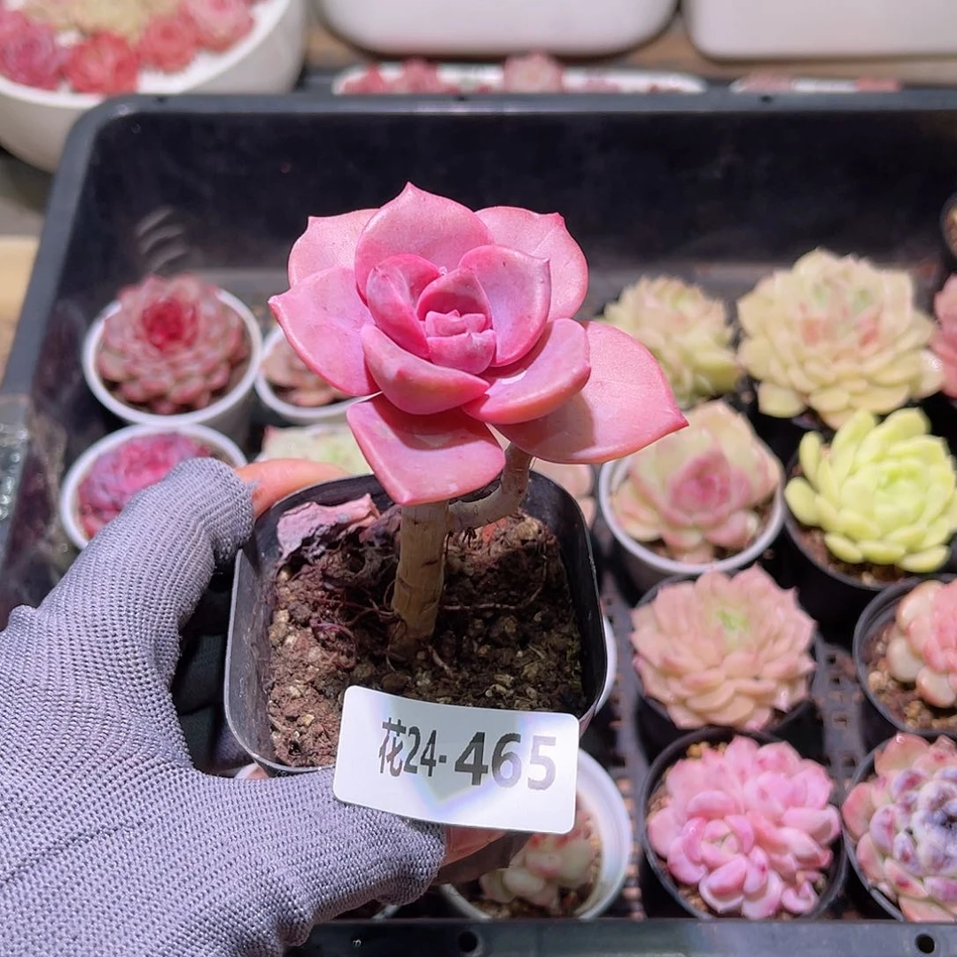 花24-465彩虹糖单头