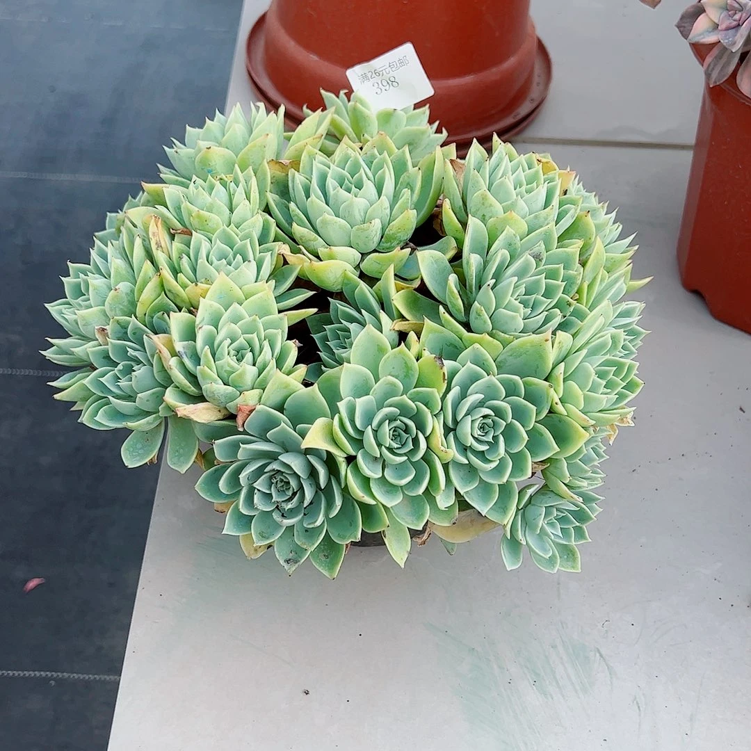 *****398三色堇多肉植物多肉