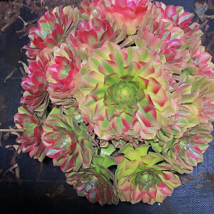 雨荷多肉植物法师多肉