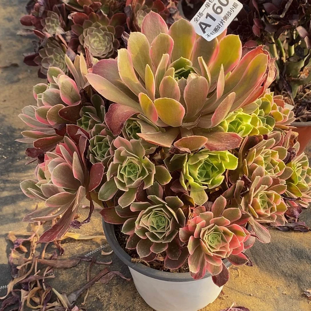 160女妖多肉法师锦多肉