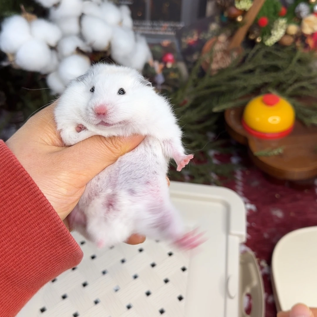 短毛黄波妹妹11.08生日