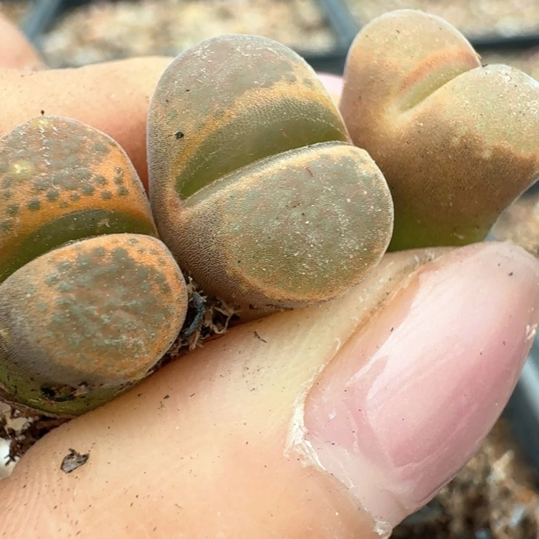 70三颗000000000000