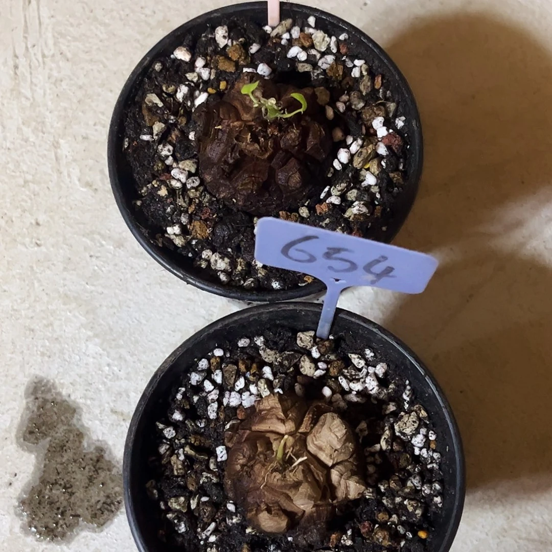 503加654龟甲龙8688867