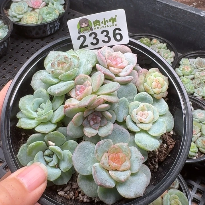 多肉植物多肉植物
