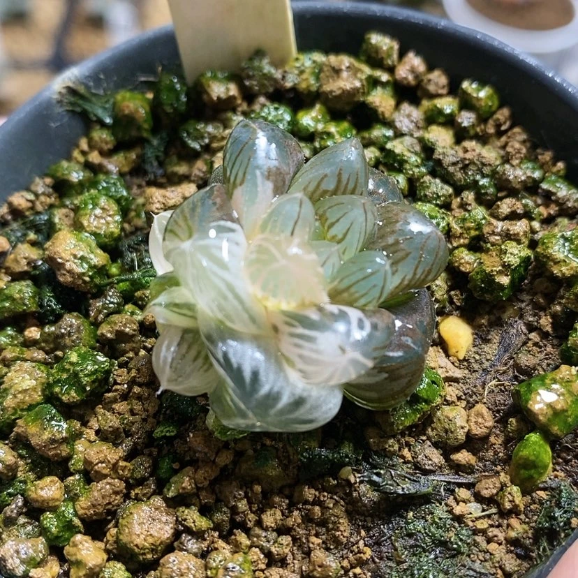 【闪购商品】62粉白