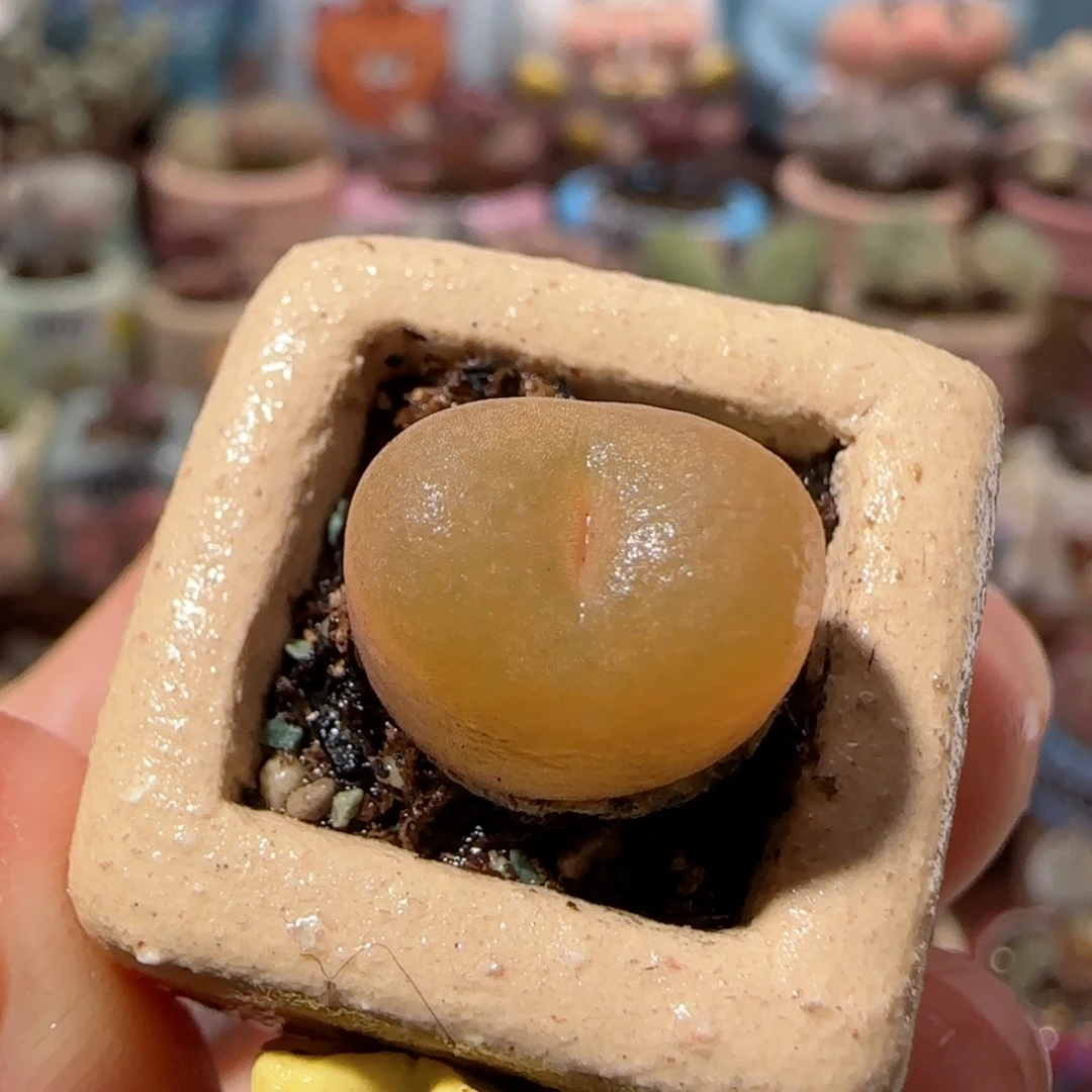 T可爱的小蟠桃盆口1.5cm