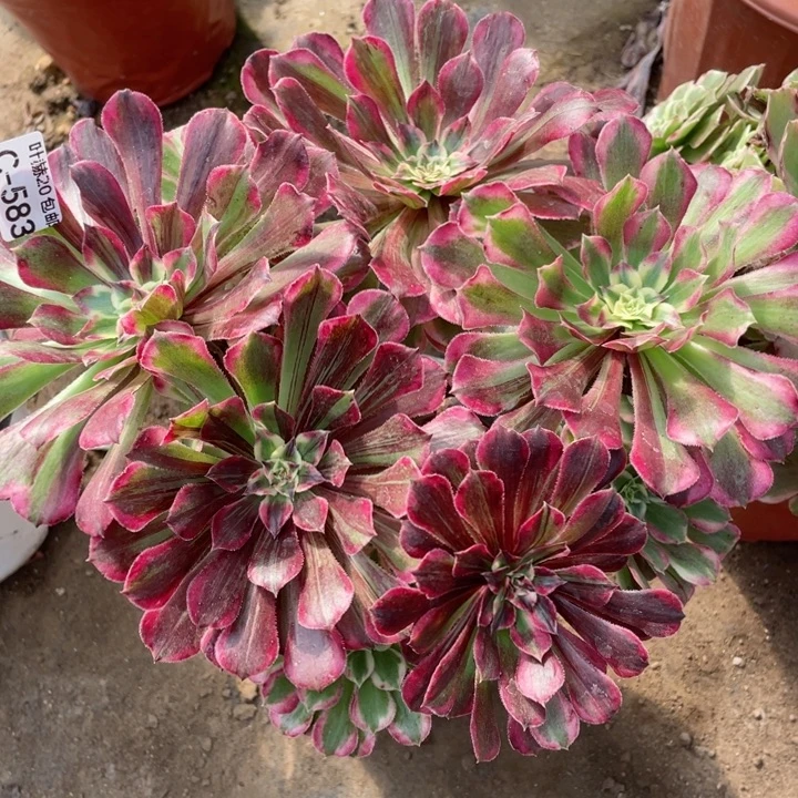 583铜花顺多肉1，123456789