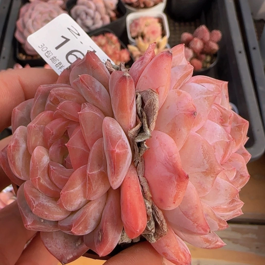 双头琥珀母本八公分