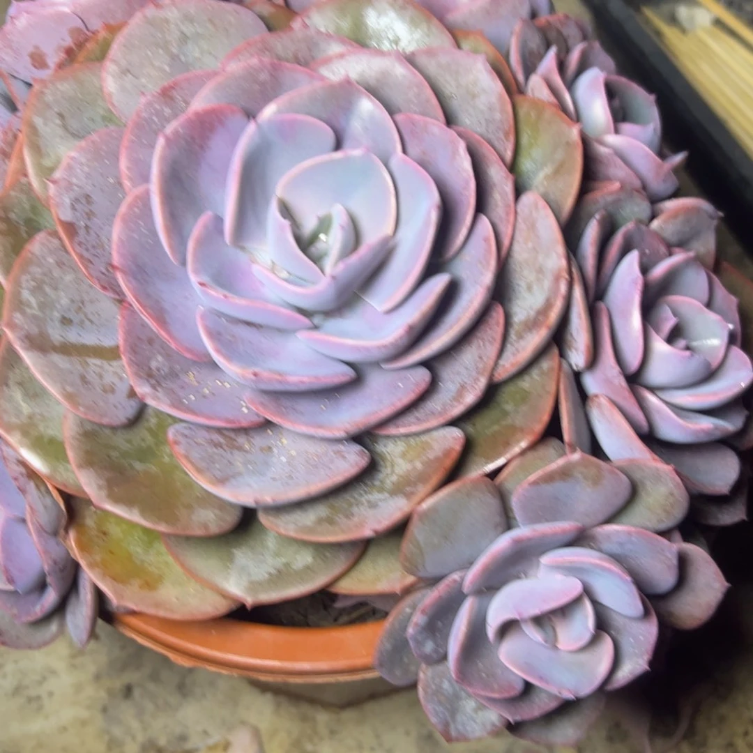 ?****?尘埃玫瑰，一物一拍