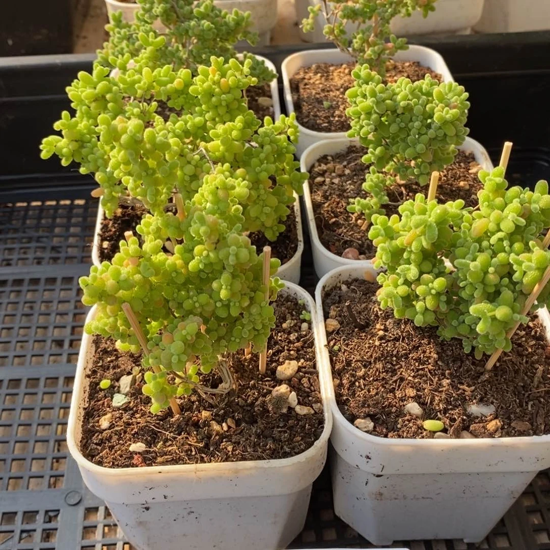 芷*枝干番杏蜜桔糖球寄养发货