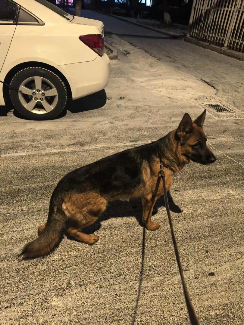纯种德国牧羊犬，狼王库里金女儿25个月终繁