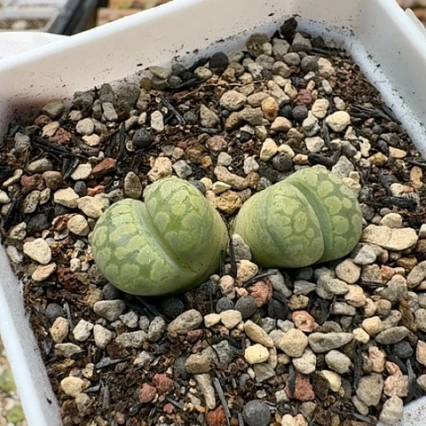 3764，绿大牙双头带盆发货