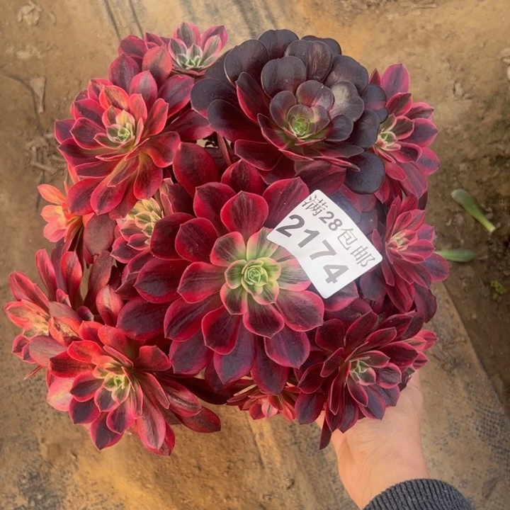 2174婚纱特价赶歪多肉