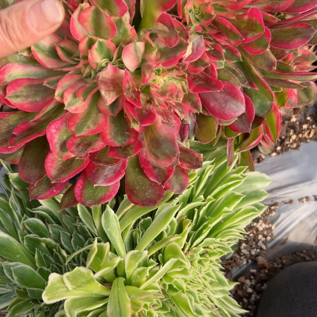 我7233 号多肉法师新年特价香妃