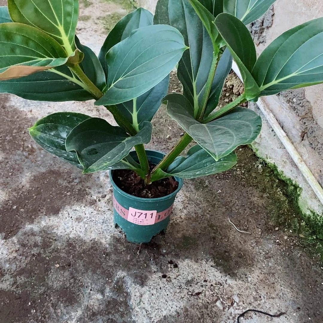 无花朵M****1木本花卉711
