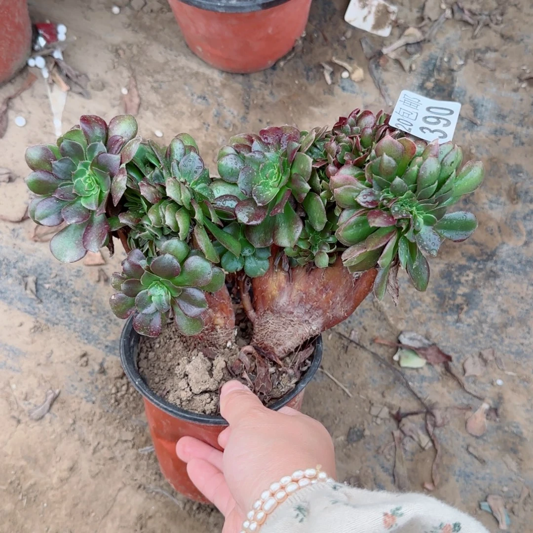 玫瑰缀化390满20包邮断枝不包