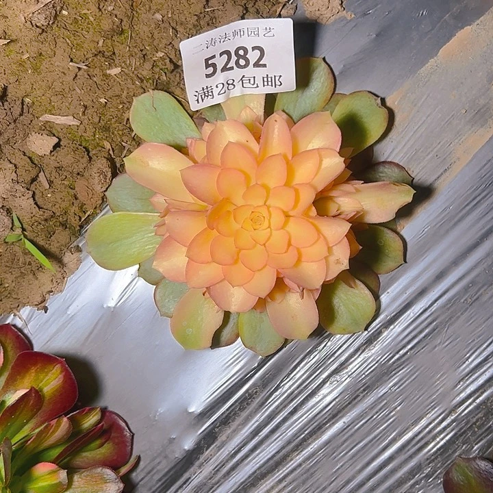 5282绍修高锦多肉植物2号