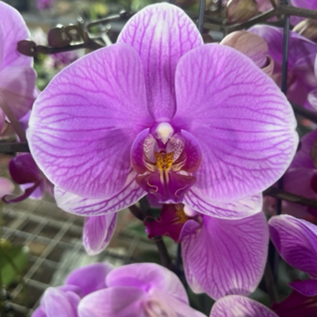 蝴蝶兰 海洋之星3.0寸带花带花苞