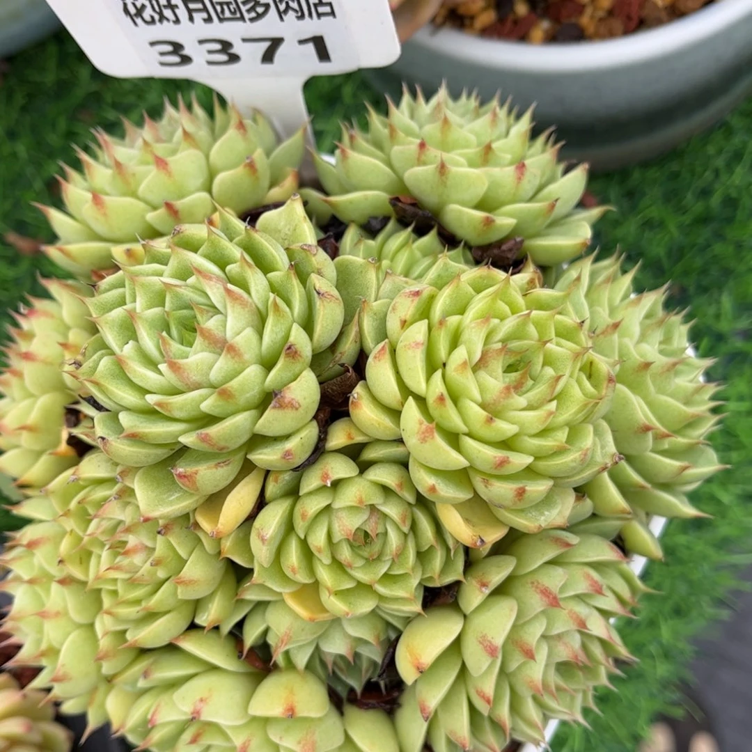 偏***乐多肉植物3371 一定要拍个冷链哦