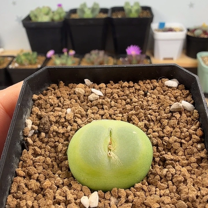 起***豆专拍 拉登2.35厘米带盆发