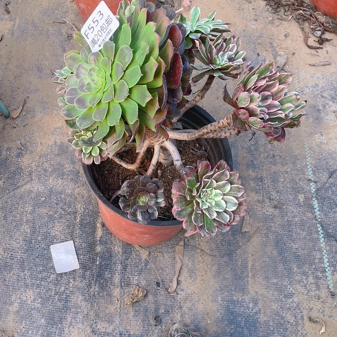 553水墨画变异多肉法师