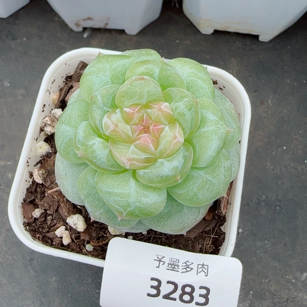 芝士，3283多肉植物