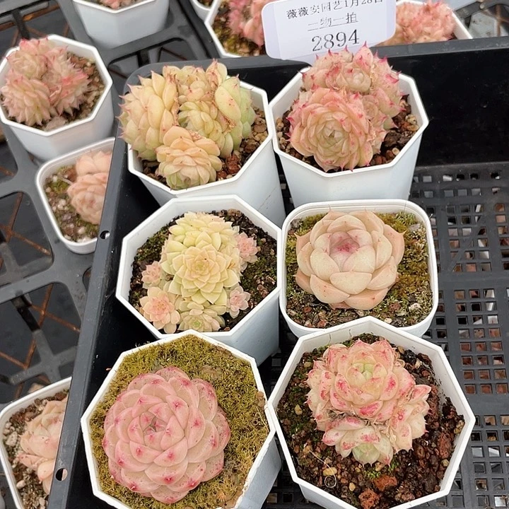 薇薇安园艺多肉2894