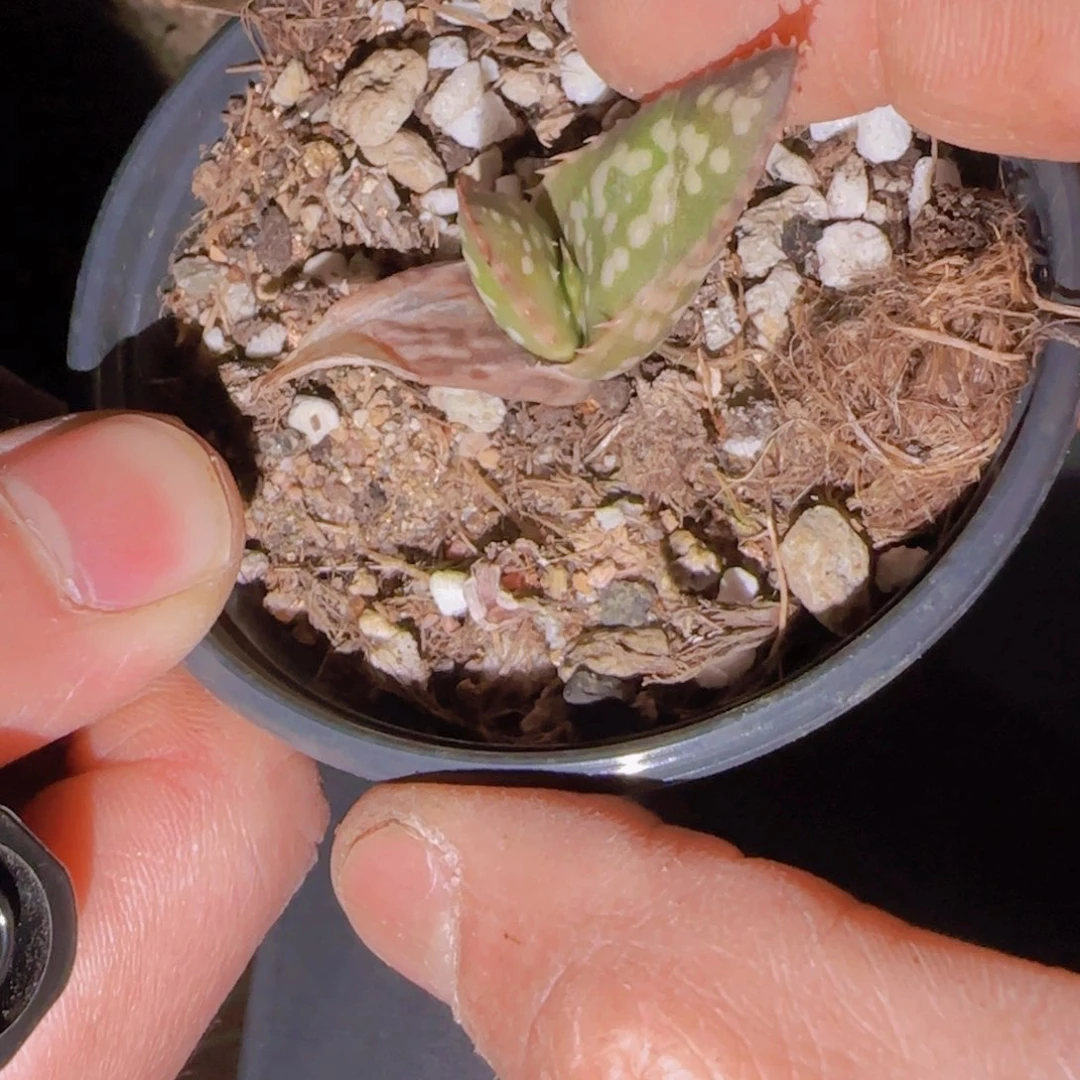 三***土块根植物块根植物