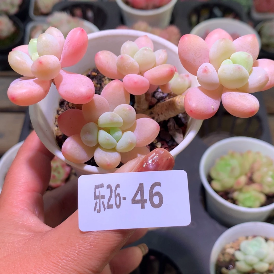 乐然26-46 洛神群