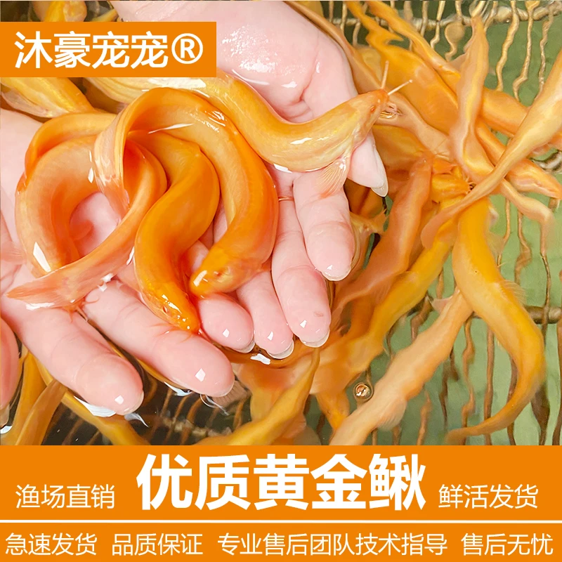 沐豪宠宠【运营推荐】黄金泥鳅冷水观赏鱼水中蛟龙吃垃圾好养耐活鱼