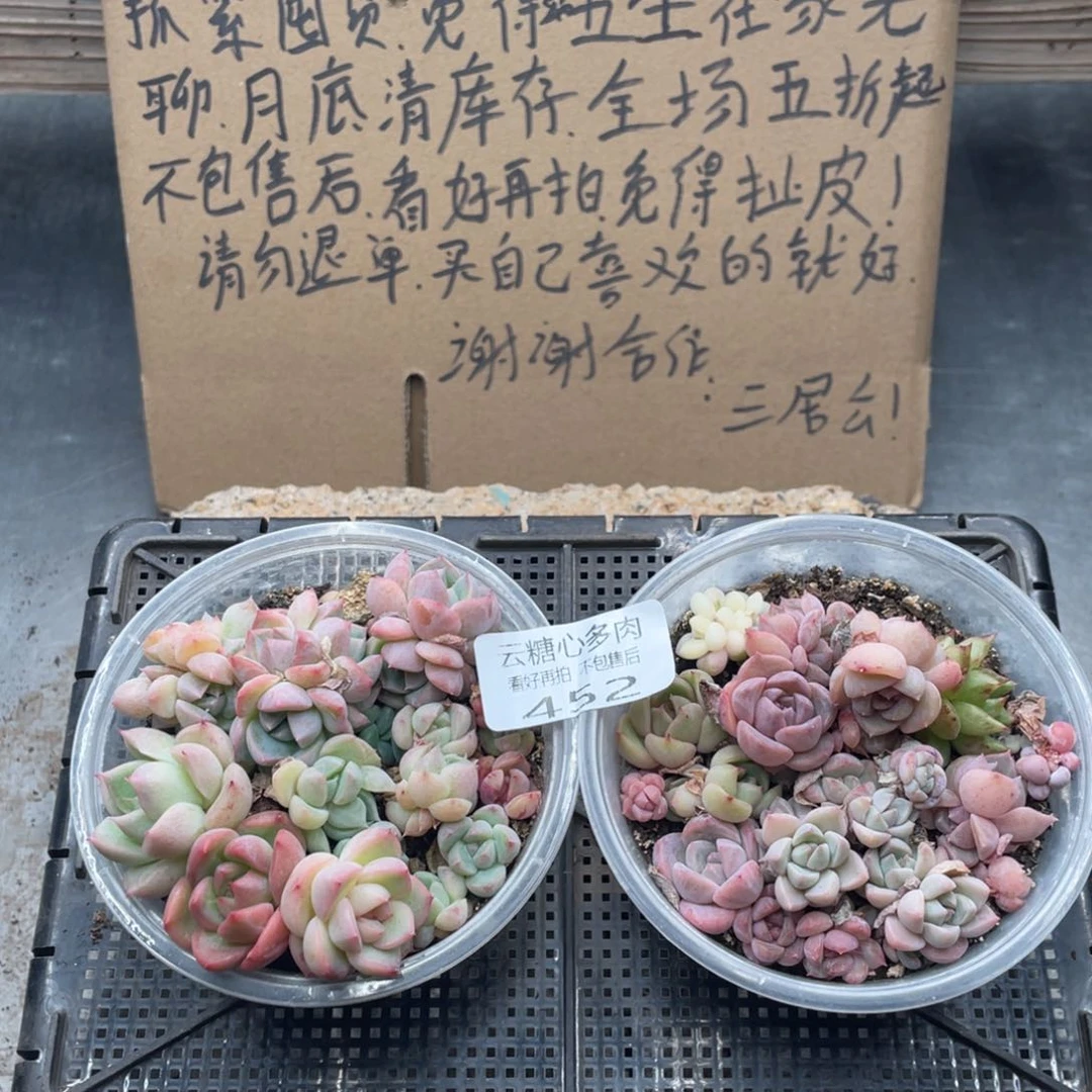 云糖心多肉植物452